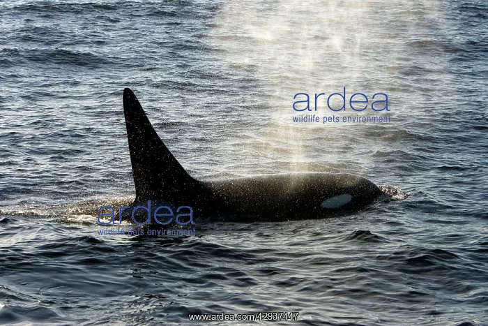 : Killer whale / Orca - adult male - transient type : Killer whale / Orca - adult male - transient type