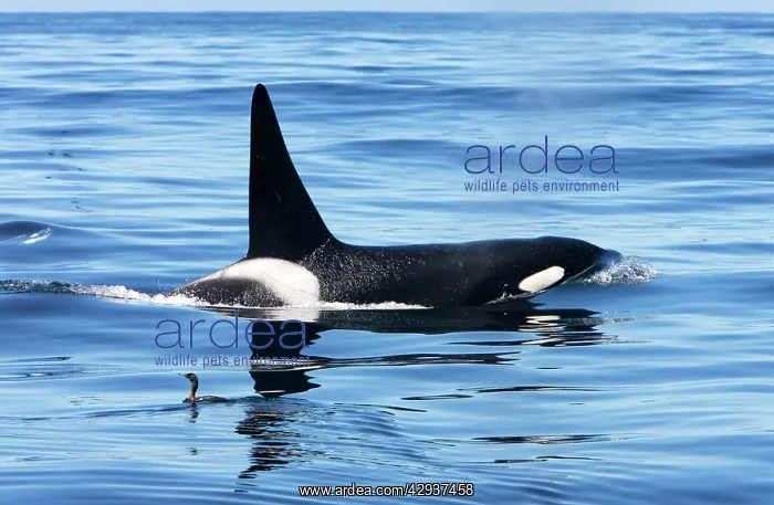 : Killer whale / Orca - adult male - transient type : Killer whale / Orca - adult male - transient type