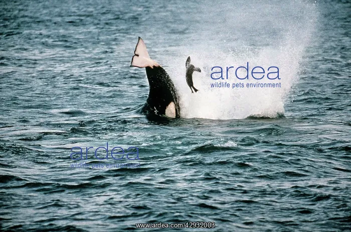 : Killer Whale / Orca - attacking sealion pup, tossing : Killer Whale / Orca - attacking sealion pup, tossing
