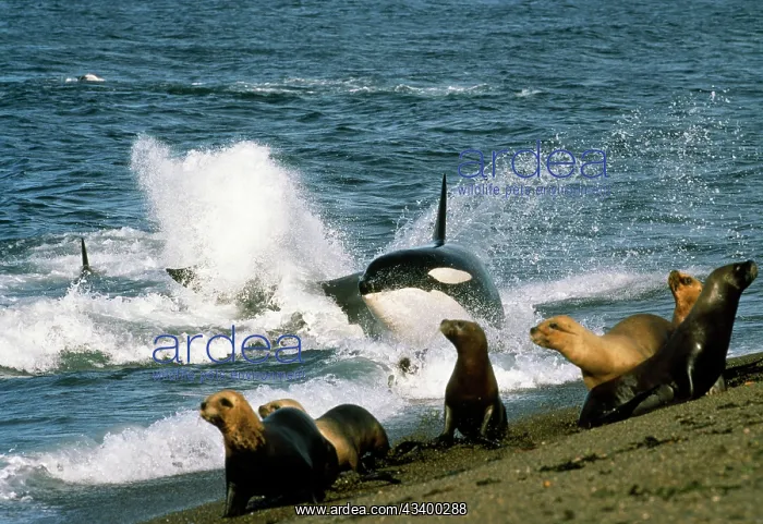 : Killer Whale / Orca - attacking Sealions near beach : Killer Whale / Orca - attacking Sealions near beach