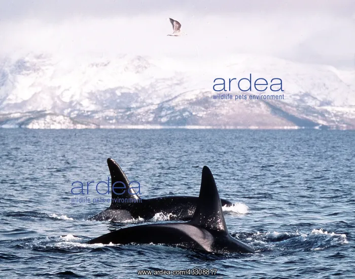 : KILLER WHALE / Orca - two backs and fins out of water : KILLER WHALE / Orca - two backs and fins out of water