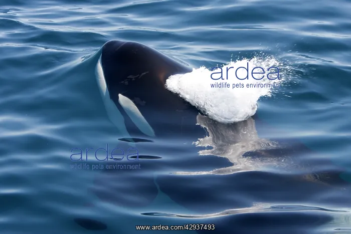 : Killer whale / Orca - beginning to exhale just : Killer whale / Orca - beginning to exhale just