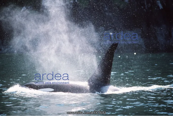 : KILLER WHALE / Orca - BLOWING : KILLER WHALE / Orca - BLOWING