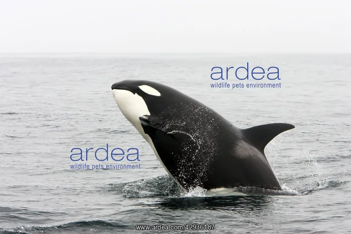 : Killer whale / Orca - breaching - transient type : Killer whale / Orca - breaching - transient type