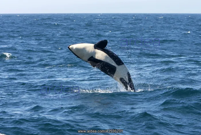 : Killer whale / Orca - calf breaching - transient type : Killer whale / Orca - calf breaching - transient type