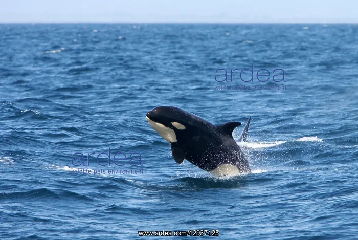  : Killer whale  /  Orca - calf breaching - transient type