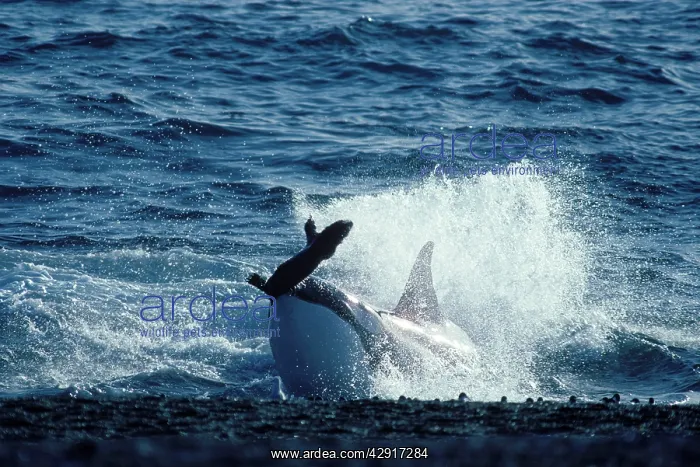: Killer Whale / Orca - capturing South American Sealion pup : Killer Whale / Orca - capturing South American Sealion pup