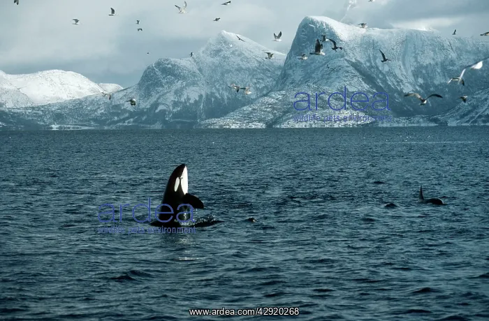 : Killer Whale / Orca - during Carousel feeding' : Killer Whale / Orca - during Carousel feeding'