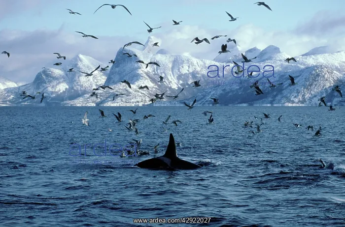  : Killer Whale  /  Orca - during carousel feeding