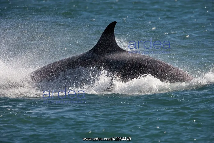 : Killer whale / Orca - Energetic behavior while : Killer whale / Orca - Energetic behavior while