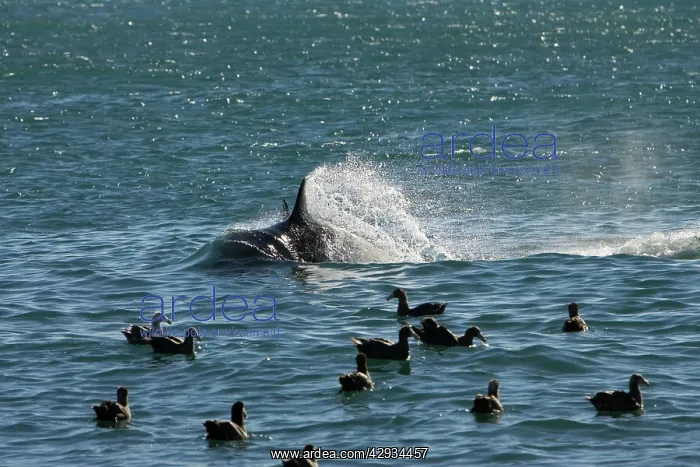 : Killer whale / Orca - energetic behavior while : Killer whale / Orca - energetic behavior while
