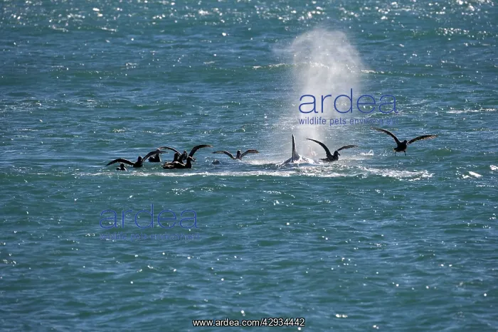 : Killer whale / Orca - Giant Petrels are waiting : Killer whale / Orca - Giant Petrels are waiting