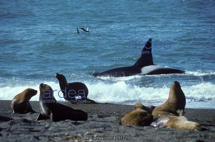 : Killer WHALE / Orca - hunting South American / : Killer WHALE / Orca - hunting South American /