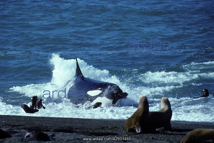 : Killer whale / Orca - Hunting South American / : Killer whale / Orca - Hunting South American /