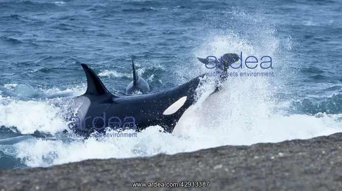 : Killer Whale / Orca - Hunting South American / : Killer Whale / Orca - Hunting South American /