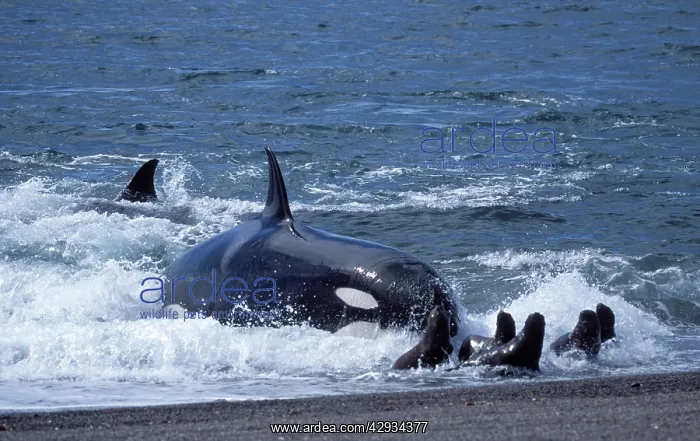 : Killer Whale / Orca - Hunting South American / : Killer Whale / Orca - Hunting South American /