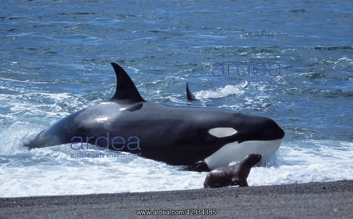 : Killer Whale / Orca - Hunting South American / : Killer Whale / Orca - Hunting South American /