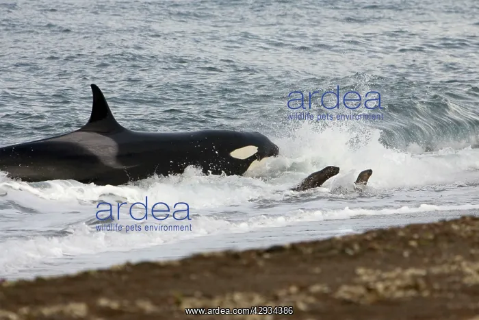 : Killer whale / Orca - Hunting South American / : Killer whale / Orca - Hunting South American /