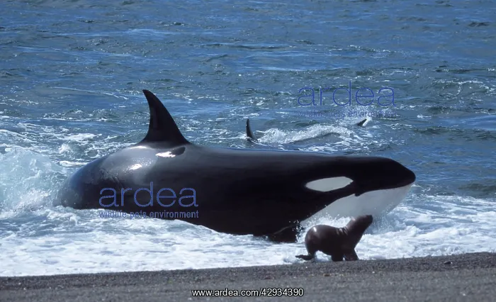: Killer Whale / Orca - Hunting South American / : Killer Whale / Orca - Hunting South American /