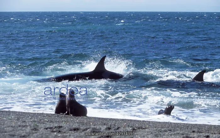 : Killer Whale / Orca - Hunting South American / : Killer Whale / Orca - Hunting South American /