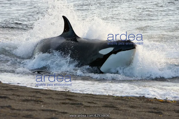 : Killer whale / Orca - Hunting South American / : Killer whale / Orca - Hunting South American /