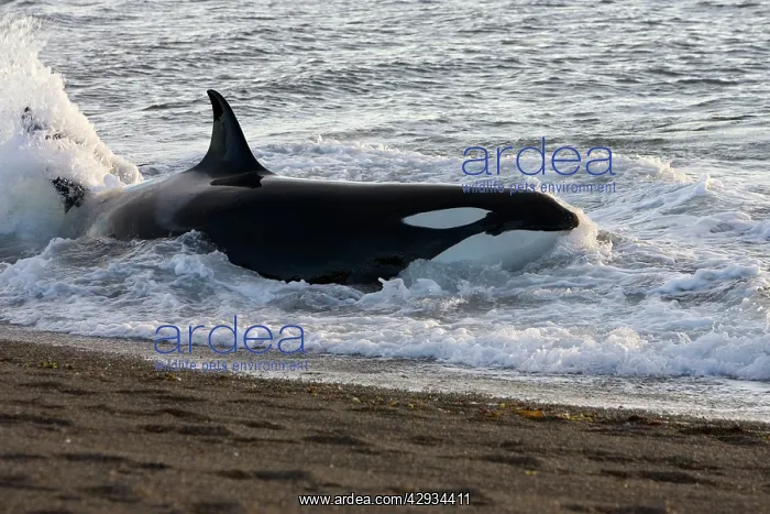 : Killer whale / Orca - Hunting South American / : Killer whale / Orca - Hunting South American /