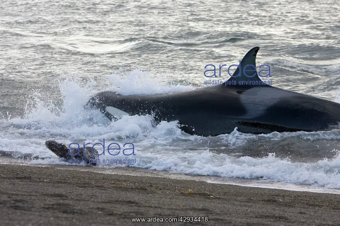 : Killer whale / Orca - Hunting South American / : Killer whale / Orca - Hunting South American /