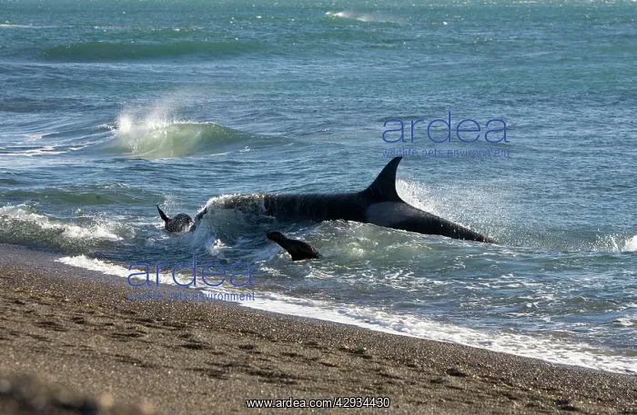 : Killer whale / Orca - Hunting South American / : Killer whale / Orca - Hunting South American /