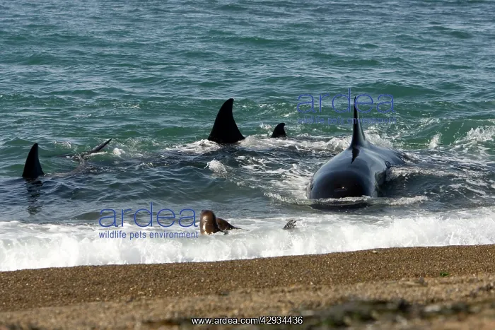 : Killer whale / Orca - Hunting South American / : Killer whale / Orca - Hunting South American /