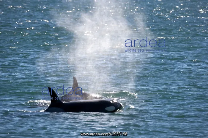 : Killer whale / Orca - Hunting South American Sealion : Killer whale / Orca - Hunting South American Sealion