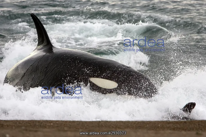 : Killer whale / Orca - Hunting South American Sealion : Killer whale / Orca - Hunting South American Sealion