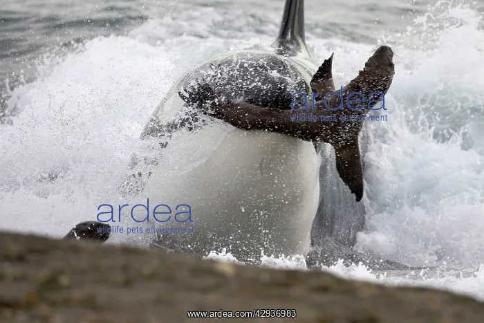 : Killer whale / Orca - Hunting South American Sealion : Killer whale / Orca - Hunting South American Sealion