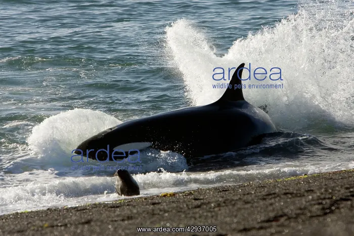 : Killer whale / Orca - Hunting South American Sealion : Killer whale / Orca - Hunting South American Sealion