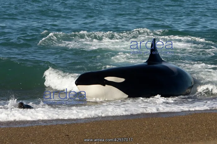 : Killer whale / Orca - Hunting South American Sealion : Killer whale / Orca - Hunting South American Sealion