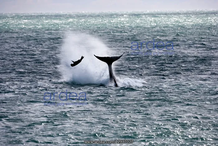 : Killer whale / Orca - Hunting South American Sealion : Killer whale / Orca - Hunting South American Sealion