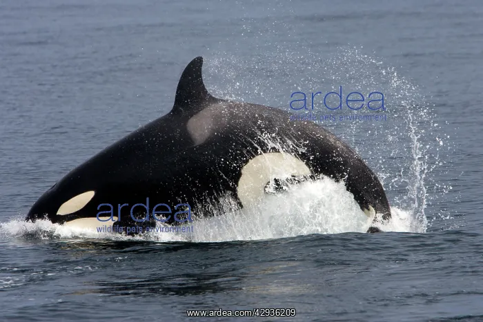 : Killer whale / Orca - individual leaping forward : Killer whale / Orca - individual leaping forward