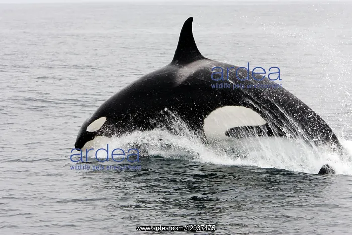 : Killer whale / Orca - individual leaping forward : Killer whale / Orca - individual leaping forward