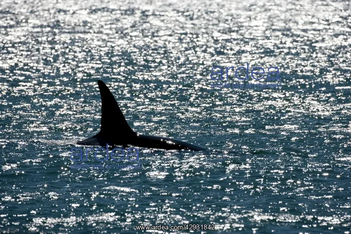 : Killer whale / Orca - Male (known as Exequiel) : Killer whale / Orca - Male (known as Exequiel)