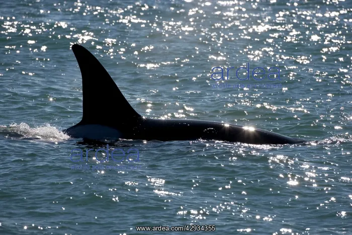 : Killer whale / Orca - Male (known as Exequiel) : Killer whale / Orca - Male (known as Exequiel)
