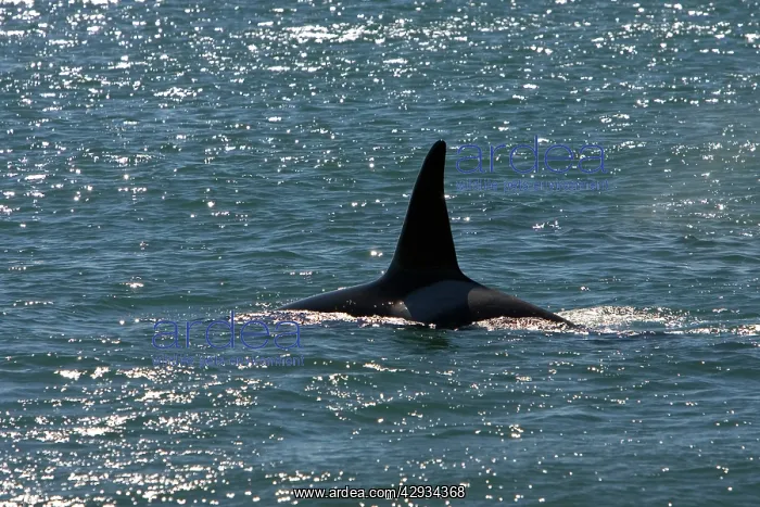 : Killer Whale / Orca - Male, known as Exequiel : Killer Whale / Orca - Male, known as Exequiel