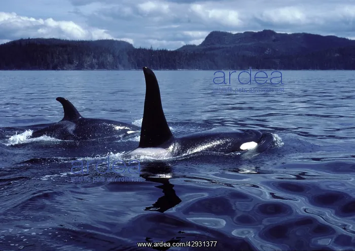 : Killer whale / Orca - Male (tall dorsal fin), and female : Killer whale / Orca - Male (tall dorsal fin), and female