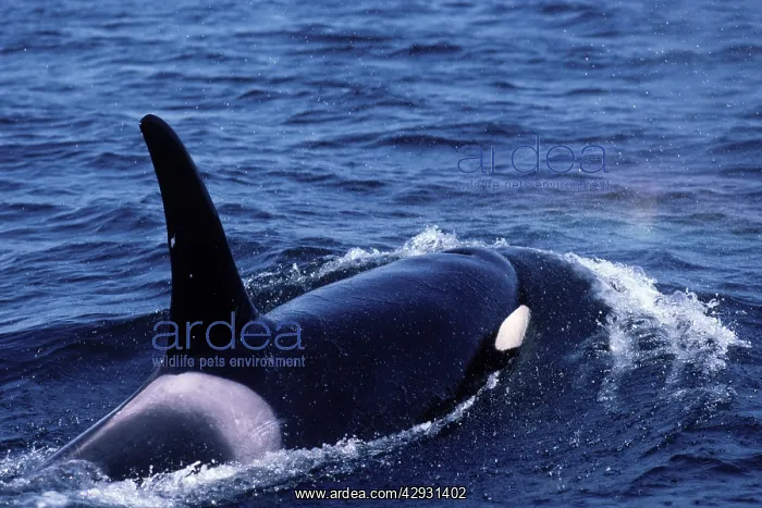 : Killer whale / Orca - Male (tall dorsal fin) : Killer whale / Orca - Male (tall dorsal fin)