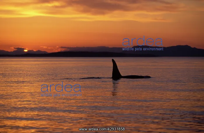 : Killer whale / Orca - Male (tall dorsal fin) : Killer whale / Orca - Male (tall dorsal fin)