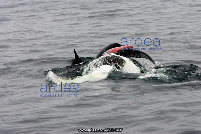 : Killer whale / Orca - mating pair; the male rolls : Killer whale / Orca - mating pair; the male rolls