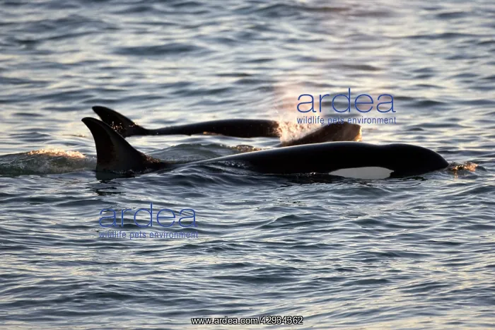 : Killer whale / Orca - Members of the group of orcas : Killer whale / Orca - Members of the group of orcas