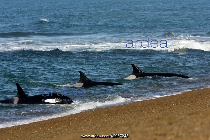 : Killer whale / Orca - Orcas practicing intentional stranding : Killer whale / Orca - Orcas practicing intentional stranding