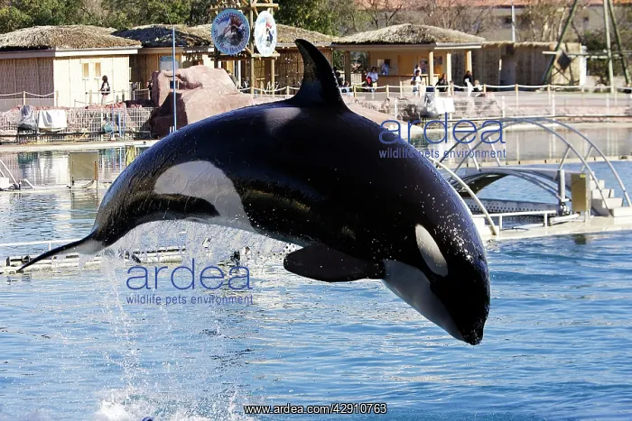 : Killer Whale / Orca - performing at Aquarium : Killer Whale / Orca - performing at Aquarium