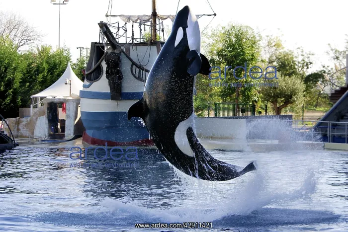 : Killer Whale / Orca - performing at Aquarium : Killer Whale / Orca - performing at Aquarium