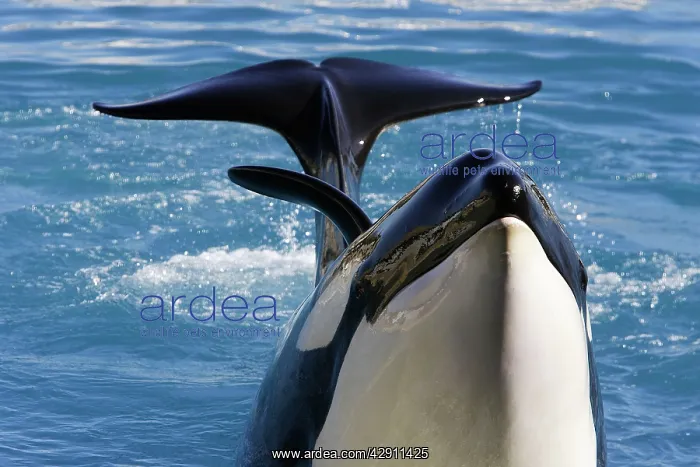 : Killer Whale / Orca - performing at Aquarium : Killer Whale / Orca - performing at Aquarium