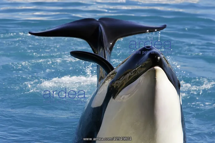 : Killer Whale / Orca - performing at Aquarium : Killer Whale / Orca - performing at Aquarium